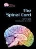The_spinal_cord