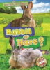 Rabbit_or_hare_