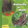Butterfly_or_moth